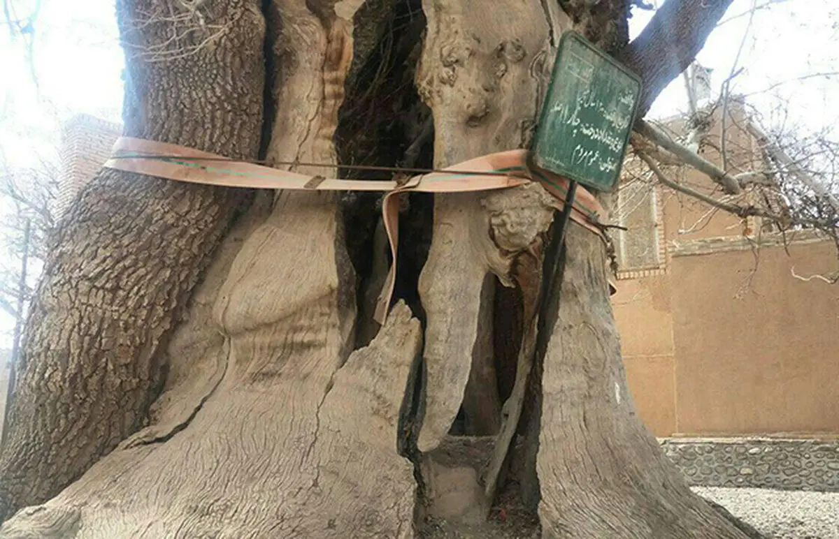 وضعیت نامساعد چنار 1200 ساله در نصرآباد یزد/ احتمال شکستگی شاخه‌ها