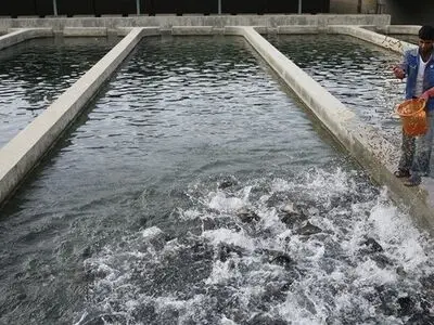 تکثیر ۷ میلیون قطعه ماهی در مرکز بازسازی ذخایر ژنتیکی شهید کاظمی پلدشت‌