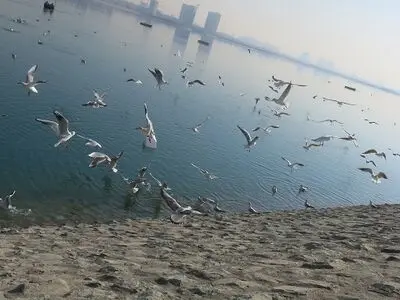 وضعیت آنفلوانزای پرندگان در حاشیه دریاچه خلیج‌فارس/تمام کشور به یک اندازه در معرض خطر است