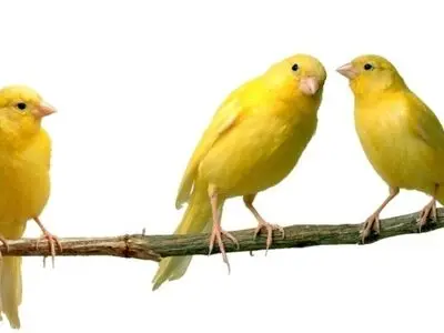  ثبت سفارش کالای دانه قناری فعال شد!