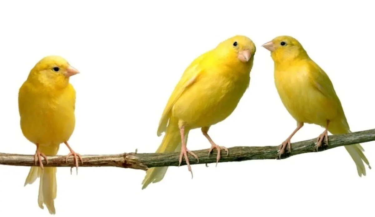 سکوت قناری راز ۴ مرگ را فاش کرد