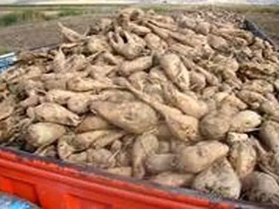 ۹۳ درصد مطالبات چغندر کاران آذربایجان غربی پرداخت شد