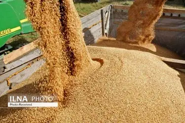 التهاب دوباره‌ در قیمت نهاده‌های دامی/ تشدید واردات گوشت قرمز منجمد