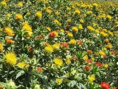 زنجان رتبه دوم تولید گلرنگ را در کشور دارد