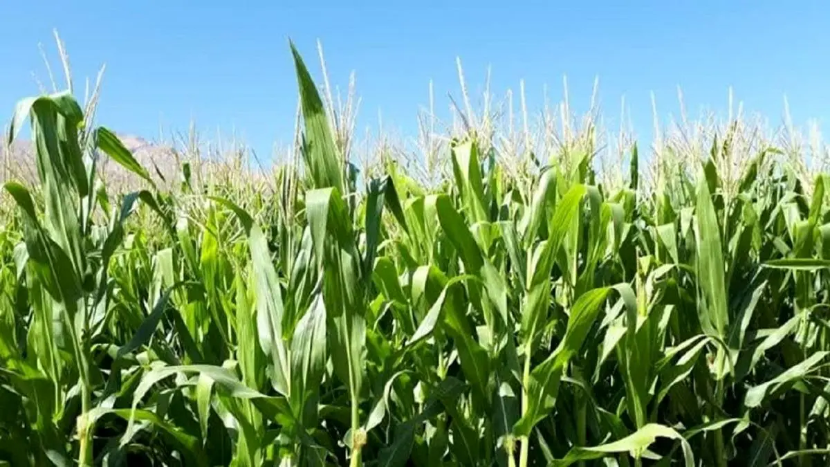 الزام ثبت سفارش برای واردات نهاده حذف شد