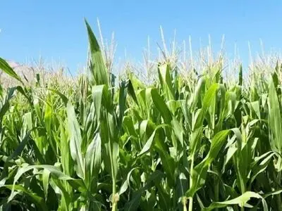 الزام ثبت سفارش برای واردات نهاده حذف شد