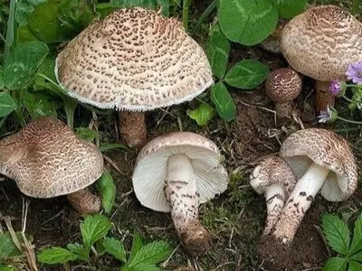 هشدار نسبت به برداشت و مصرف قارچ وحشی