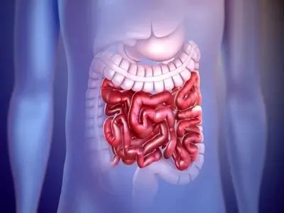 تقویت عملکرد ایمنی روده، با رعایت چند نکته 