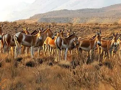 شناسایی دامداران متجاوز به حریم منطقه حفاظت شده  بهرام گور