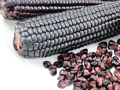ذرت مشکی مکزیکی + فیلم