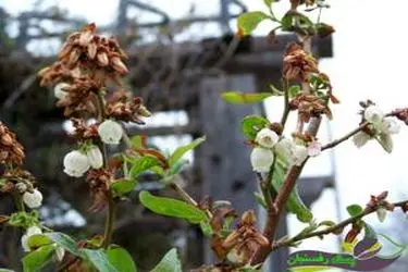 هشدار سرمازدگی به باغداران میوه‌های در یزد