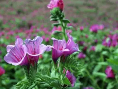 رشد 25 درصدی تولید گل‌گاوزبان در مازندران