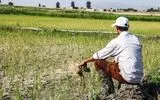 عقب‌ماندگی حوزه کشاورزی گیلان به دلیل بی‌توجهی مسئولان سازمان جهاد/ مدیران استان در مورد میزان کشت آمارسازی‌ می‌کنند 