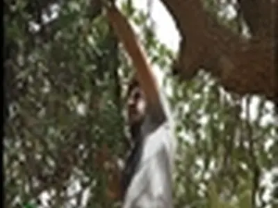بخشی از درختان منطقه شیروان از آفت لورانتوس پاکسازی شد