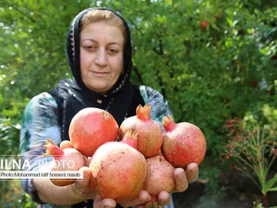 برداشت دانه‌های سرخ انار در اورامان