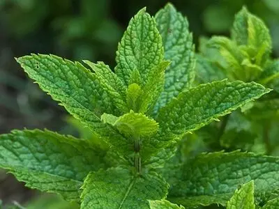 گیاهی مفید برای کاهش علائم روده تحریک پذیر