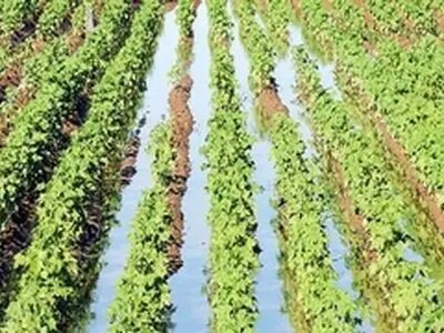 وزارت نیرو اهرمی برای کنترل بر مصرف آب زیرزمینی توسط کشاورزان ندارد