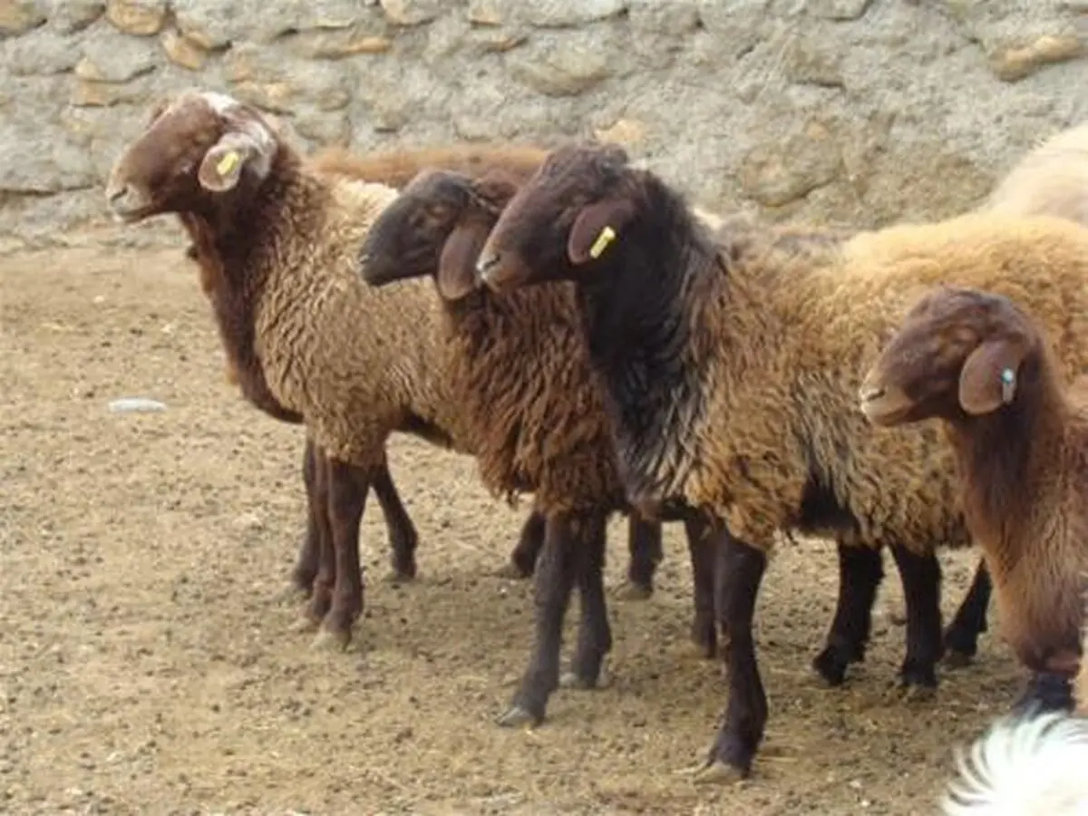 تعیین قیمت گوشت گوساله در جلسه معاون وزیر با بخش خصوصی/ فروش دام زنده عید قربان بیش از ۳۸ هزار تومان، زیاده‌خواهی است