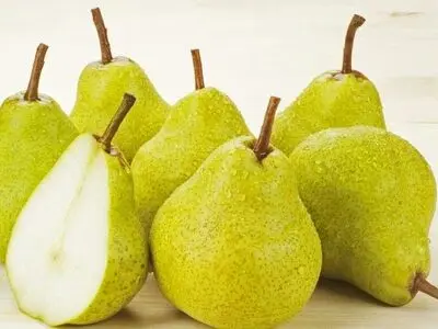 برداشت بیش از ۵ تن گلابی از باغات آذربایجان‌غربی 