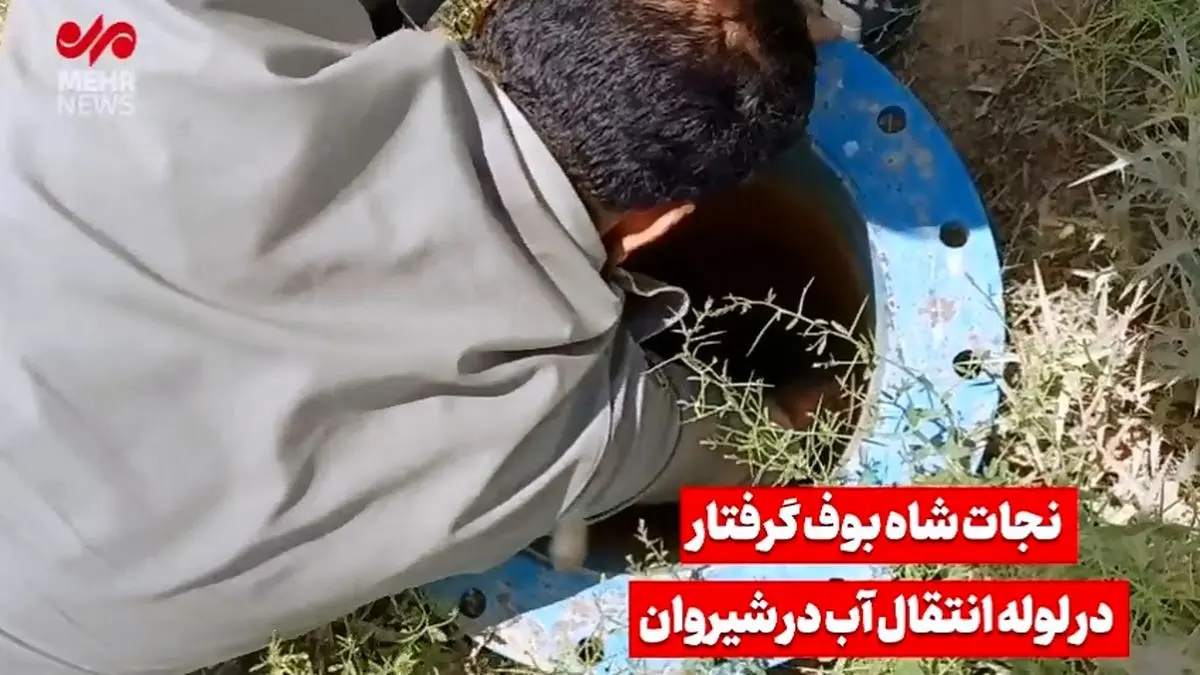 تصاویری از نجات یک شاه بوف از لوله انتقال آب
