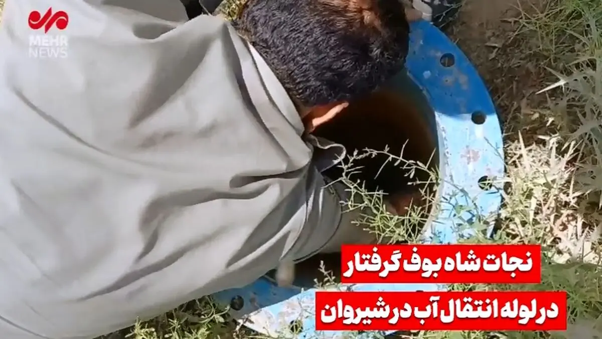 تصاویری از نجات یک شاه بوف از لوله انتقال آب