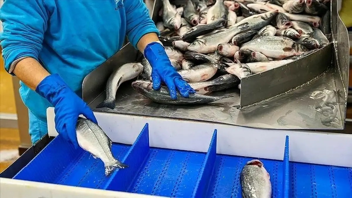 اخذ عوارض 0.5 درصدی صادرات آب مجازی برای آبزیان غیرمنطقی است