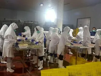 روایت بیکاری شش کارگر بومی کشت و صنعت مکران