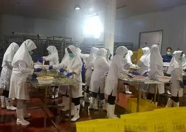 روایت بیکاری شش کارگر بومی کشت و صنعت مکران