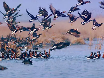 آغاز ورود پرندگان مهاجر به کرمانشاه/ تشدید پایش آنفلوآنزای پرندگان