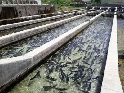 عرضه مستقیم آبزیان در ۵۰ واحد آذربایجان غربی/ تولید با وجود شرایط جنگی ادامه دارد