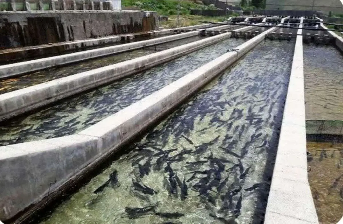 عرضه مستقیم آبزیان در ۵۰ واحد آذربایجان غربی/ تولید با وجود شرایط جنگی ادامه دارد