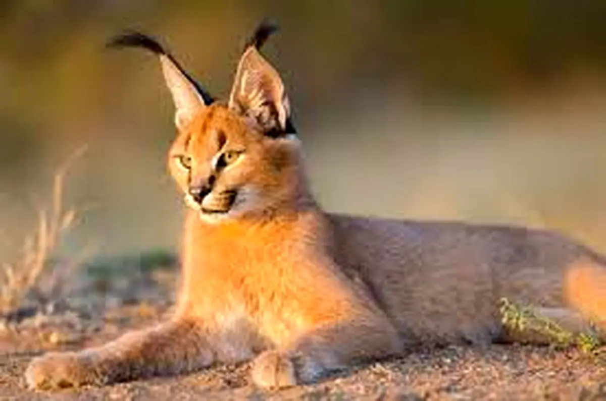 تصویری از اولین سیاه گوش سفید +فیلم