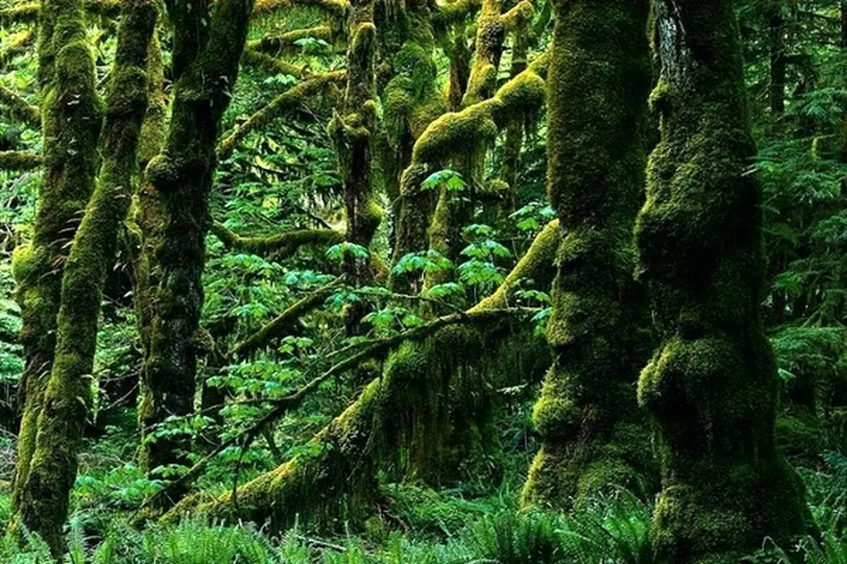 طرح مدیریت پایدار جنگل‌های هیرکانی تا ۵ سال آینده تکمیل می‌شود
