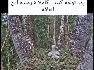 صحنه‌‌ای دردناک از یک عقاب بعد از گم شدن جوجه‌اش + فیلم
