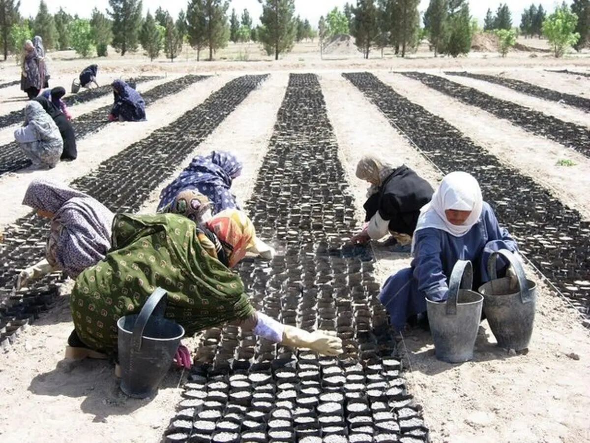 اجرای ۶۸ هزار هکتار جنگل‌کاری با بذر و نهال در کشور
