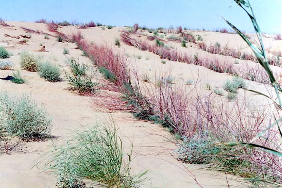 ۷۶ درصد مساحت خوزستان، منابع طبیعی و اراضی ملی هستند/اراضی اهواز به بندر امام، از کانون‌های اصلی ریز گردها است