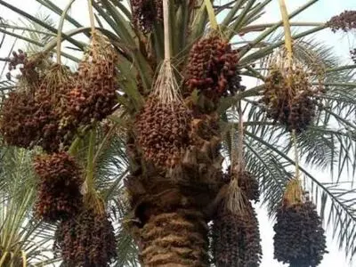 رشد ۲۲ درصدی صادرات خرما/ قیمت ۱۸ هزارتومانی خرما در بازار کذب است/ خرید توافقی مانع ازبین رفتن محصولات کشاورزان در انبارها شد