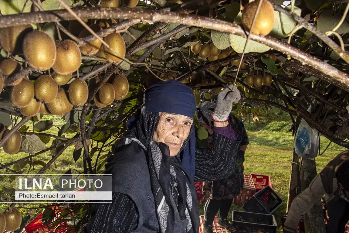 کار و امید، قصه زنان باغ کیوی