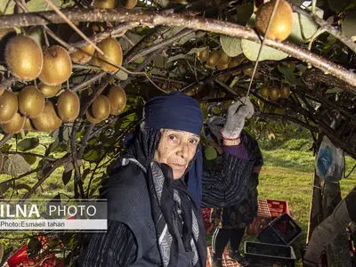 کار و امید، قصه زنان باغ کیوی