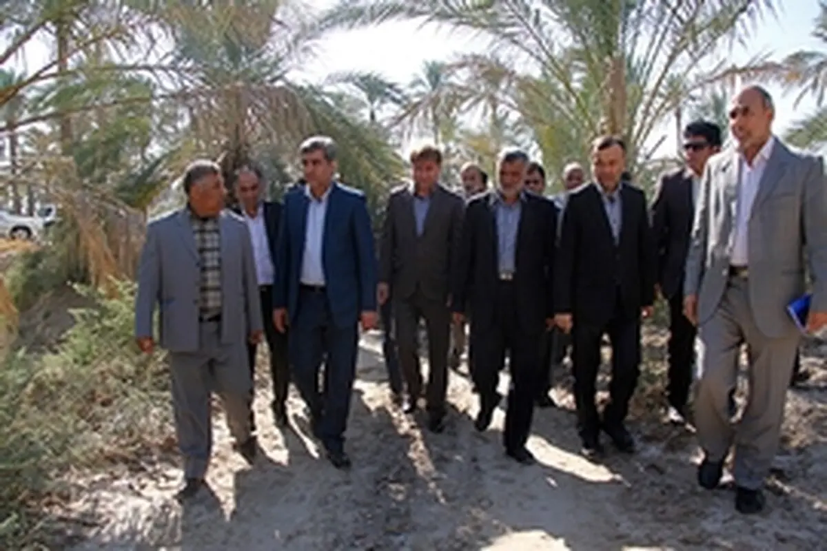 باغات نخل در استان بوشهر نوسازی و تجهیز می‌شود
