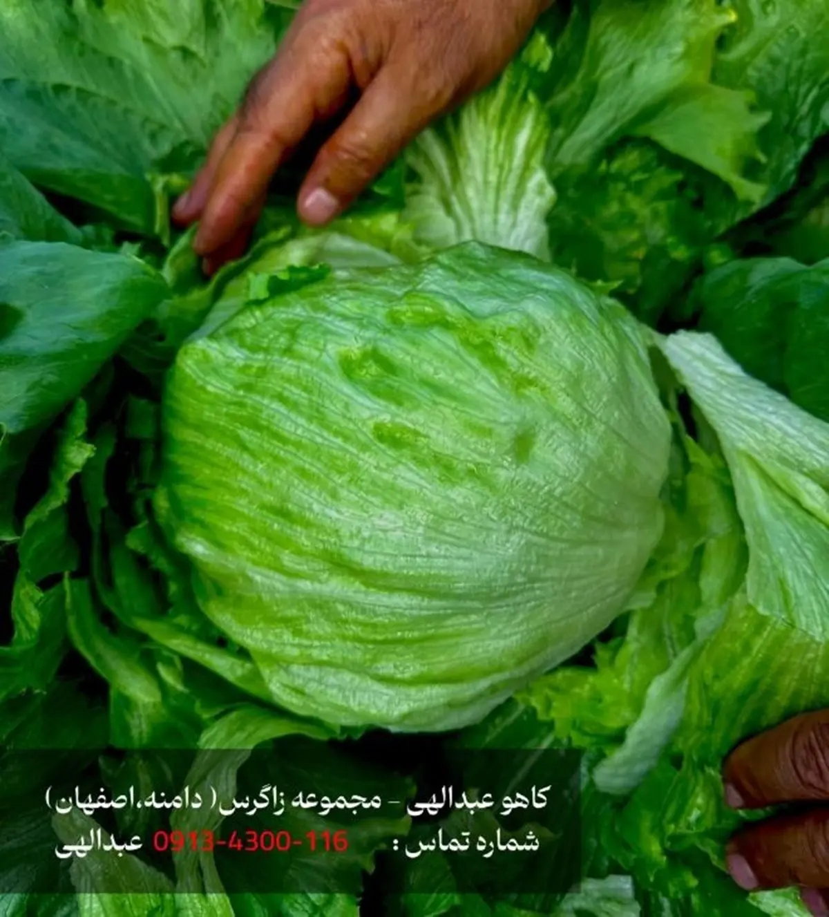 خرید کاهو عبدالهی، کاهو ایسبرگ و کاهو رومانو صادراتی