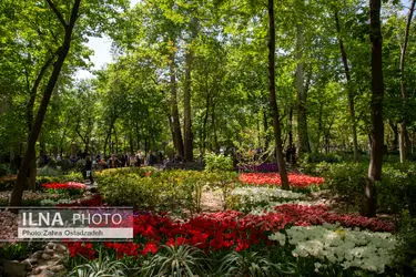 تک عکس/به رنگ بهار