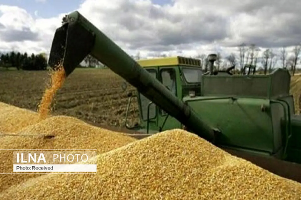 پیش‌بینی تولید ۷۰۰ هزار تن گندم در همدان طی سال زراعی جاری