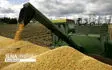 حدود ۶۰ هزار تن گندم از شهرستان‌های جنوبی فارس خریداری شد
