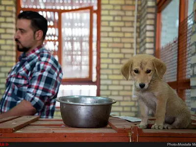 چگونه در جنگ از حیوانات خانگی نگهداری کنیم؟