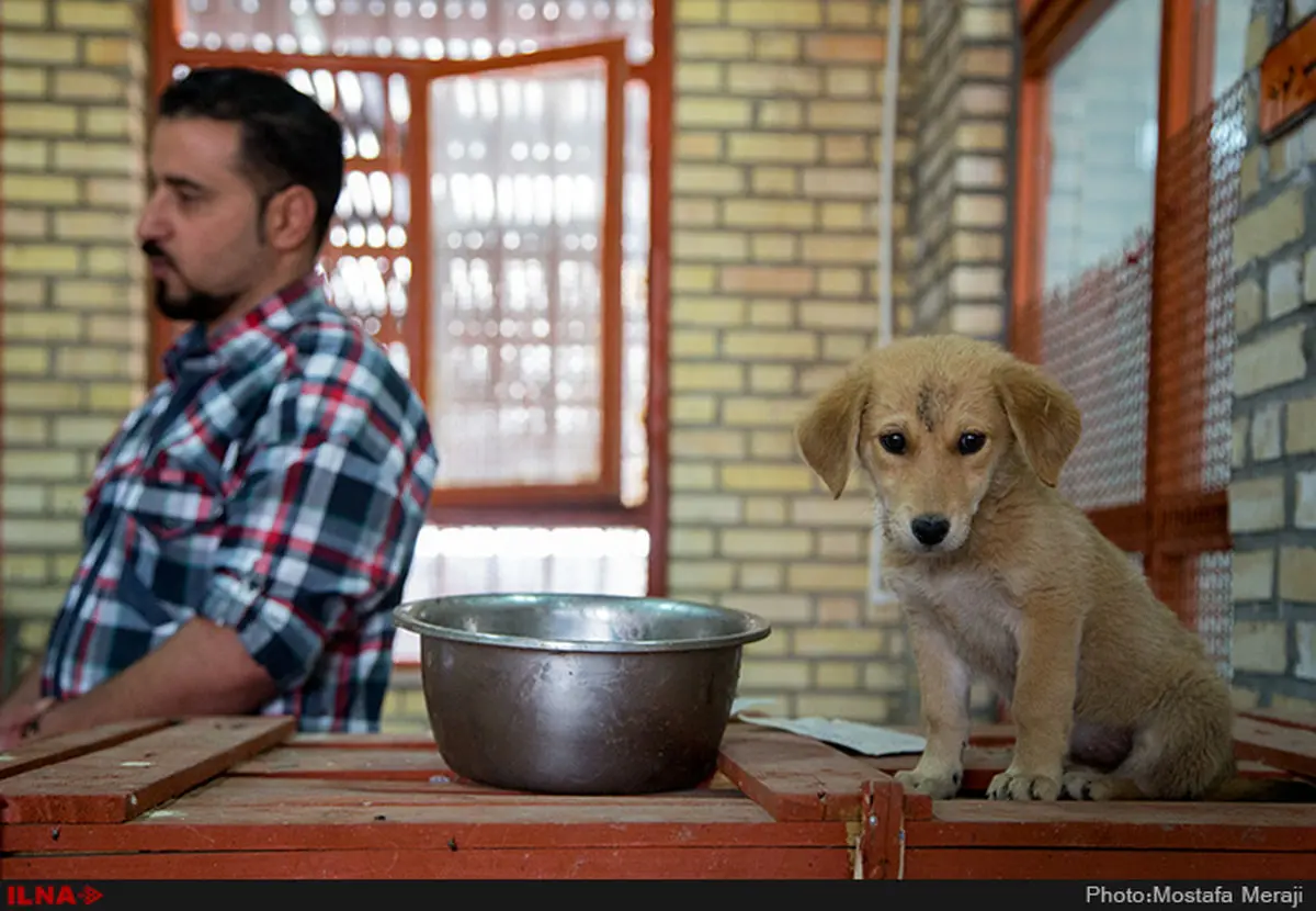 چگونه در جنگ از حیوانات خانگی نگهداری کنیم؟