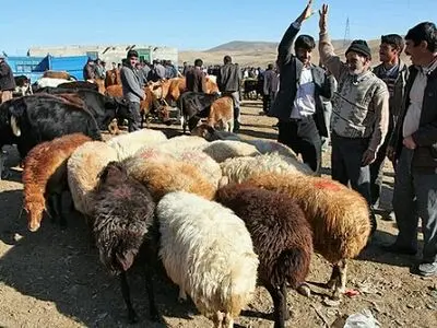 عرضه و ذبح بهداشتی دام در منطقه  12 کرج 