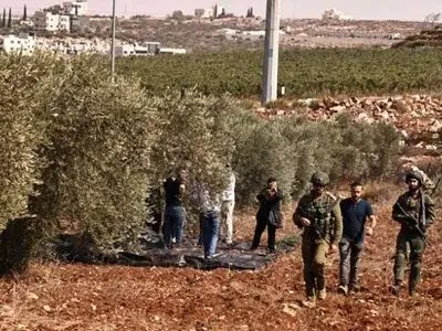 قطع ۴۰ درخت در غرب بیت لحم توسط شهرک‌نشینان صهیونیست