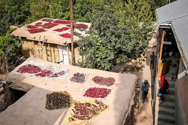 دو جشنواره برداشت محصول قزوین در تقویم ملی گردشگری به‌ثبت رسید