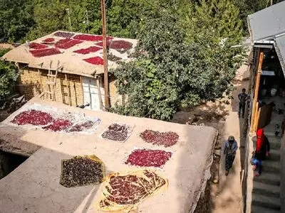 دو جشنواره برداشت محصول قزوین در تقویم ملی گردشگری به‌ثبت رسید